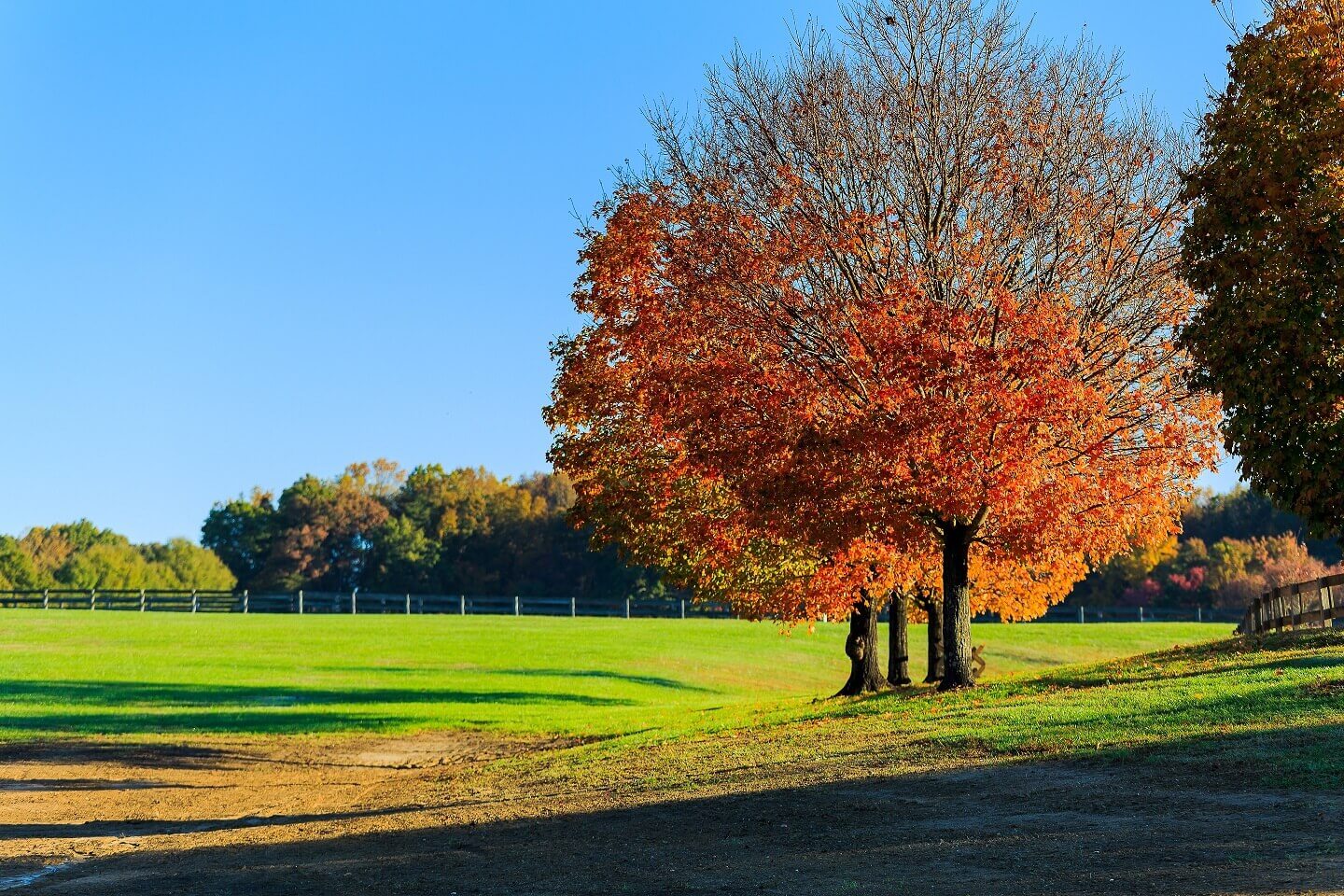 Fall tree in Northern Virginia